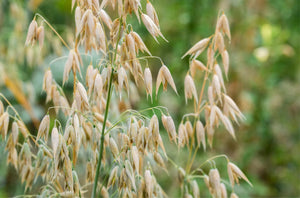 Embracing the Empowering Benefits of Avena Sativa for Women's Wellness