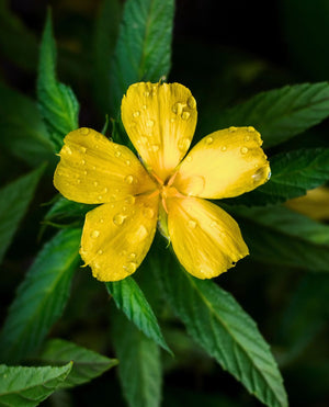 Embracing the Empowering Benefits of Damiana for Women's Wellness