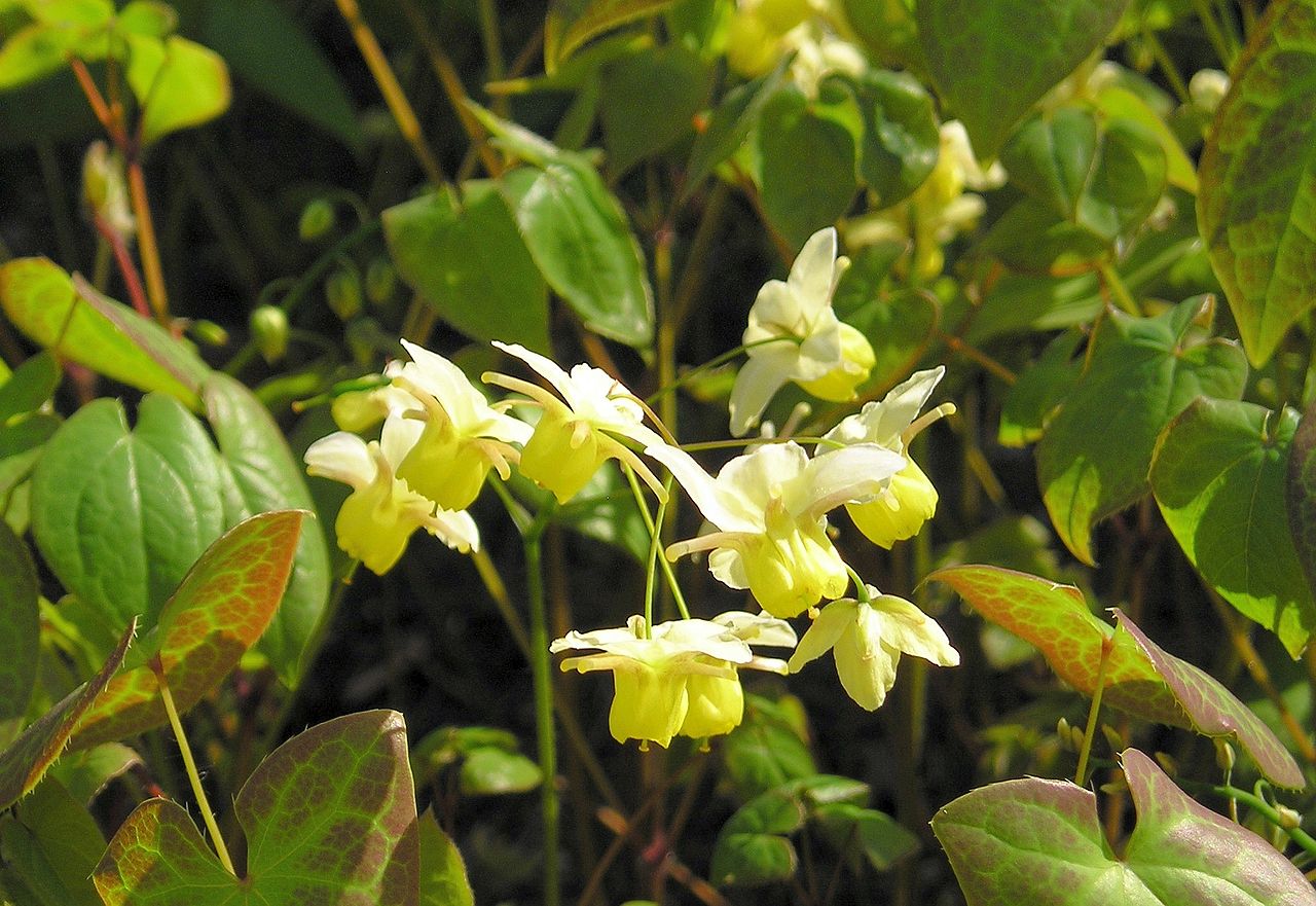 Exploring the Potent Benefits of Epimedium for Men's Health