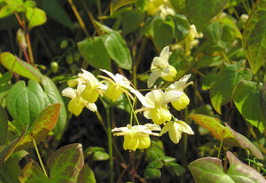 Exploring the Potent Benefits of Epimedium for Men's Health