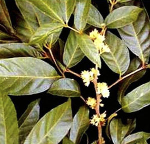 Unveiling the Mighty Benefits of Muira Puama for Men's Health