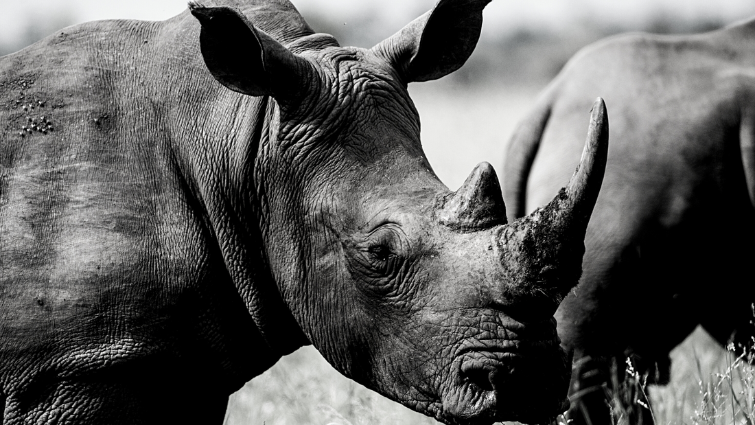 How Your Purchase of Pink Kitty & Easy Rhino Liqueur Supports Wildlife Conservation